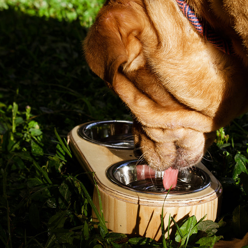 Comedero Circular para Mascotas